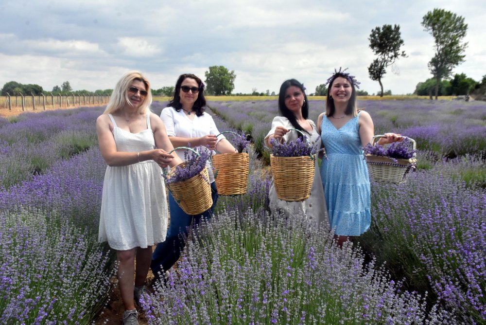 Tarlalar, mor renge büründü