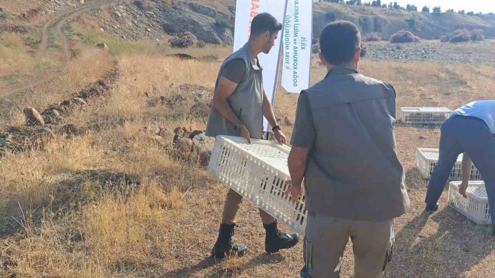 Yüzlerce keklik doğaya bırakıldı