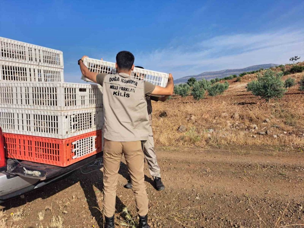 Yüzlerce keklik doğaya bırakıldı