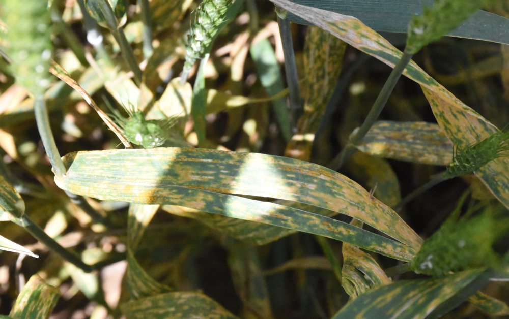 Türkiye'nin tahıl ambarı Konya Ovası'nda hastalık alarmı