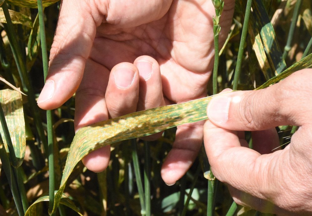 Türkiye'nin tahıl ambarı Konya Ovası'nda hastalık alarmı