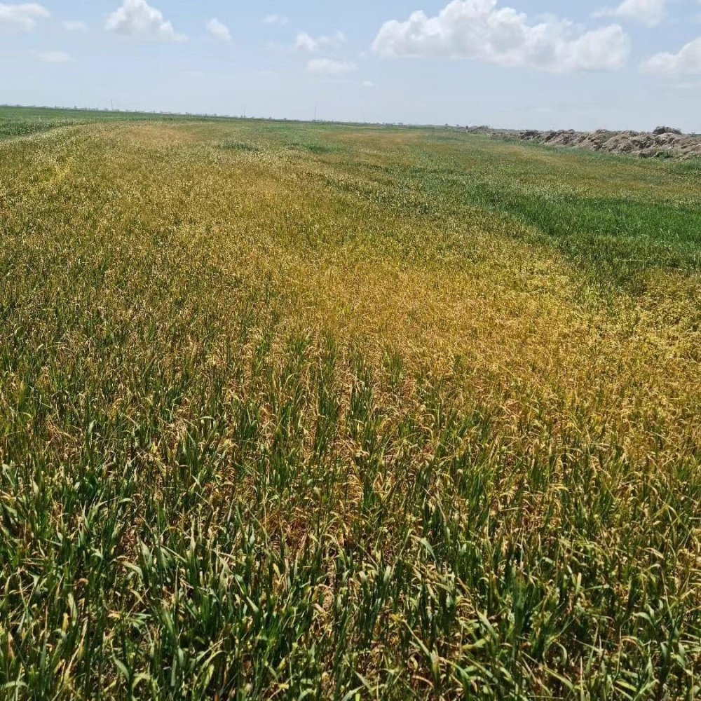 Kulu’da çiftçilere ekim dönemlerini uzatın uyarısı