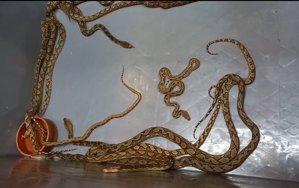 Tır dorsesesinde çorap içinde 28 piton yılanı yakalandı