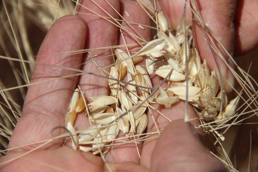 Konya Ovasında hasat sezonu yaklaşırken çiftçilere uyarı geldi