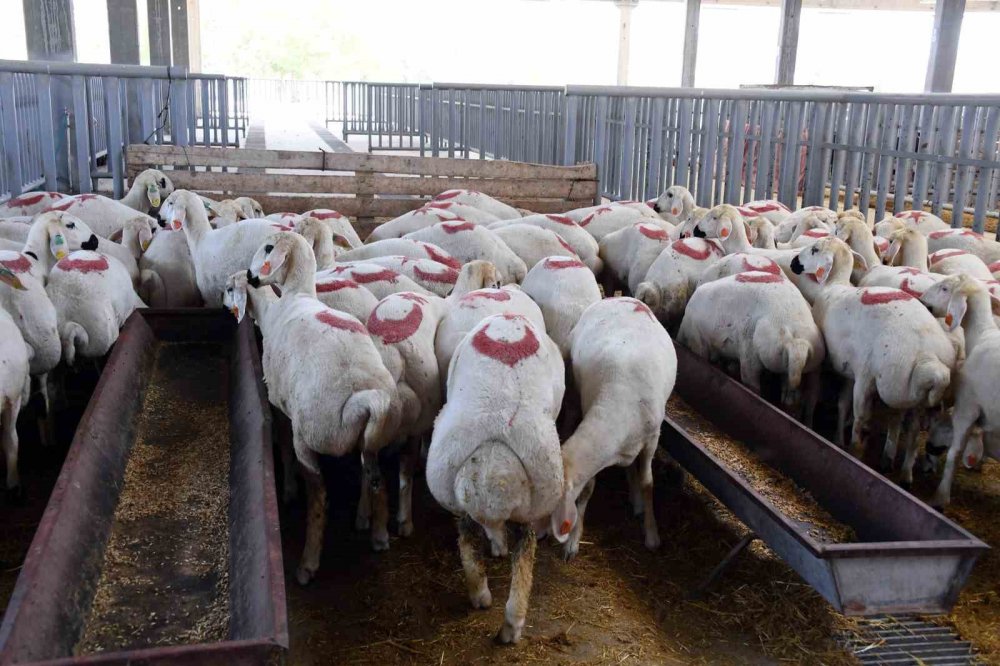 Konya'da bayram boyunca ücretsiz hizmetler belli oldu