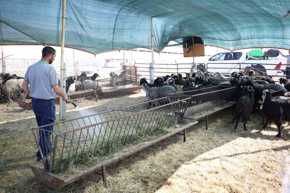 Meram’daki hayvan satış alanında kurban hareketliliği başladı