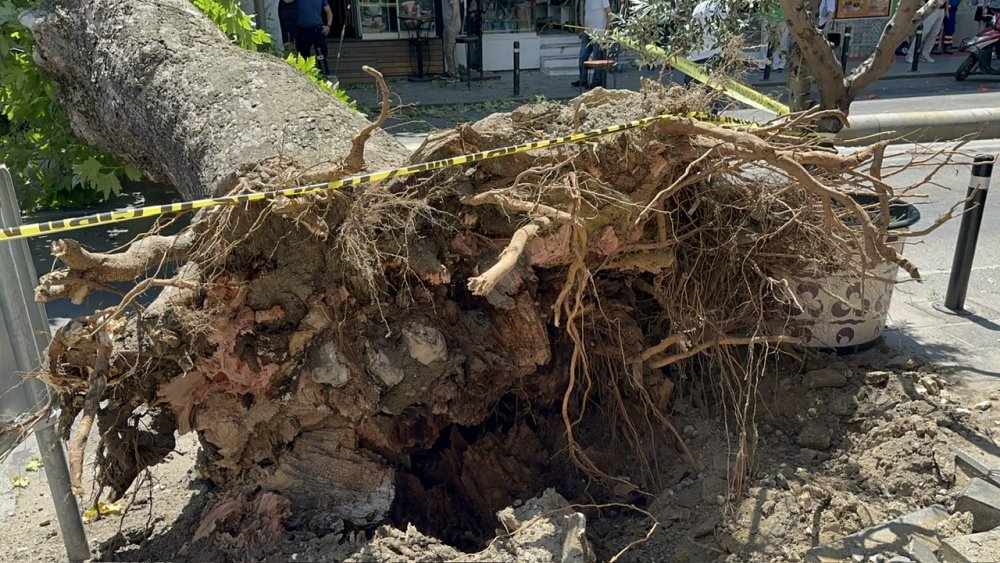 Asırlık çınar ağacı böyle devrildi