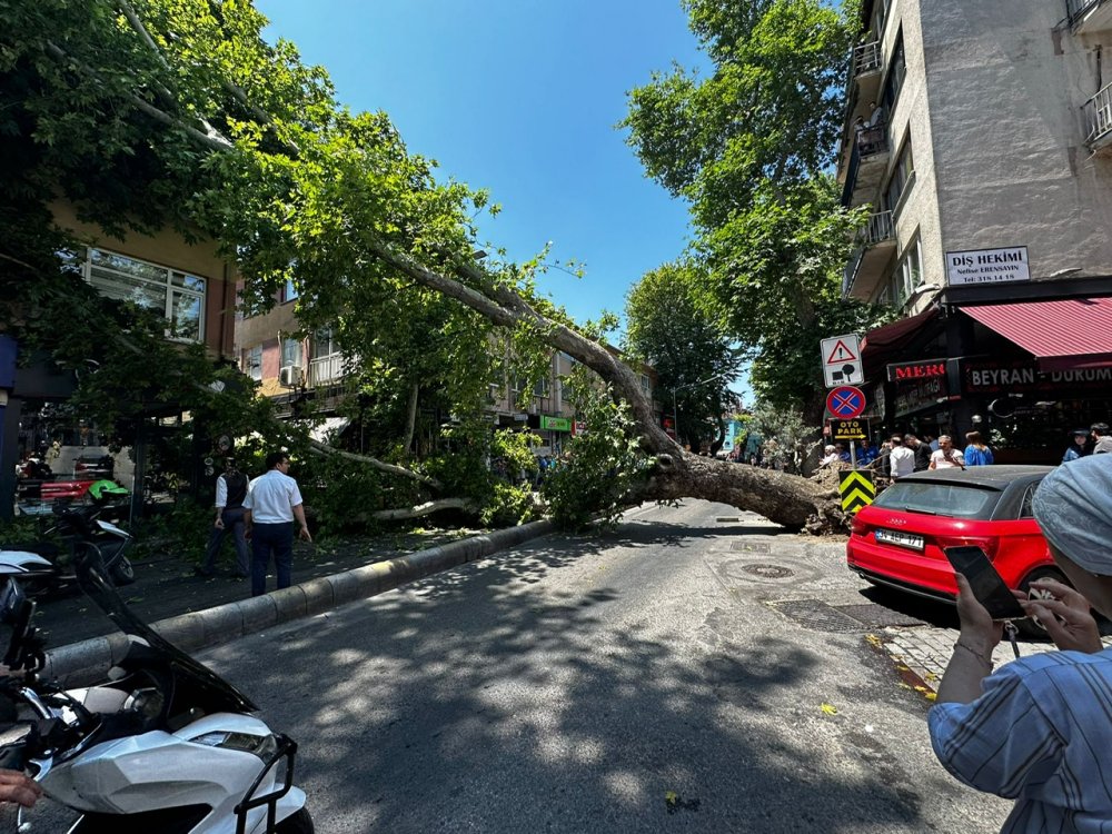 Asırlık çınar ağacı böyle devrildi