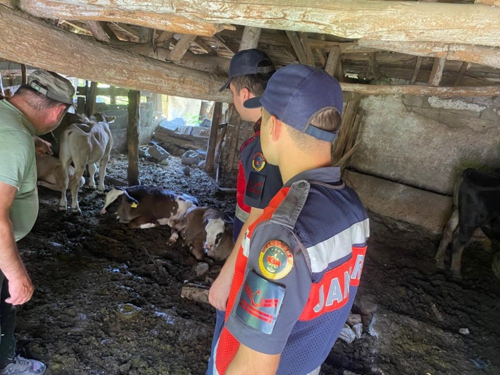 Kaybolan buzağılar bakın nasıl bulundu!