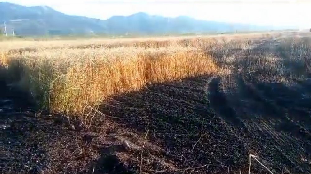 Buğday tarlasında yangın: 15 dönüm küle döndü