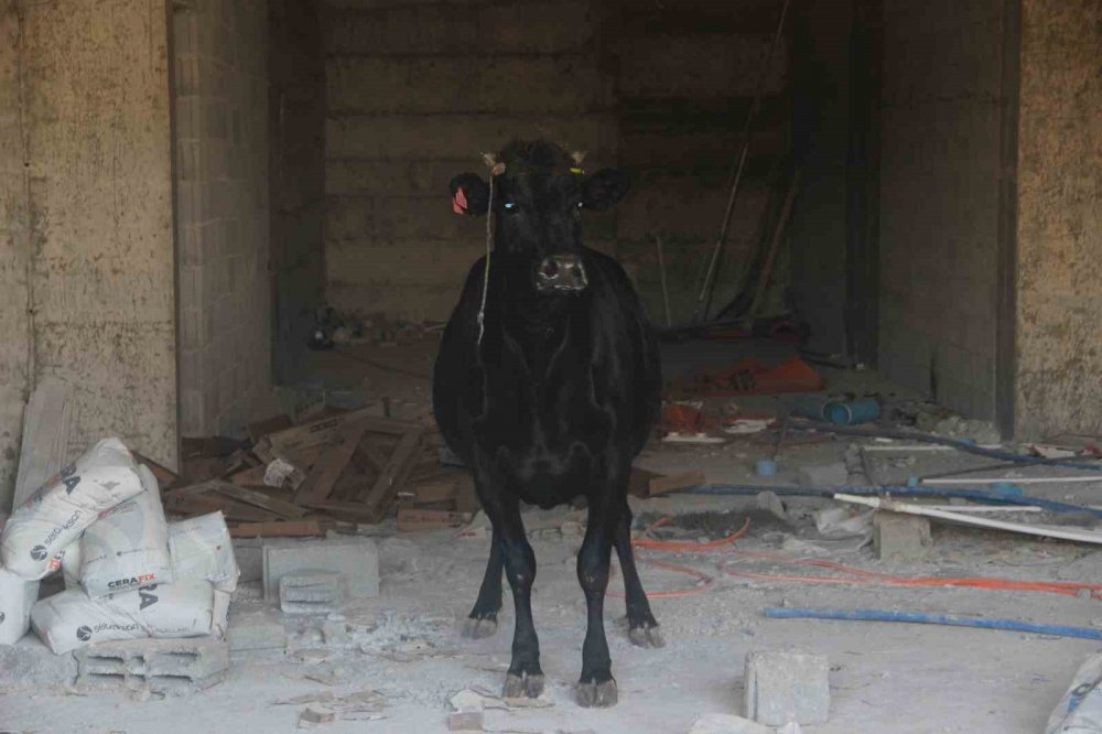 Kaçan büyükbaş kurbanlık zor anlar yaşattı