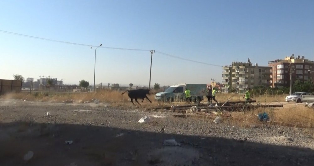 Kaçan büyükbaş kurbanlık zor anlar yaşattı