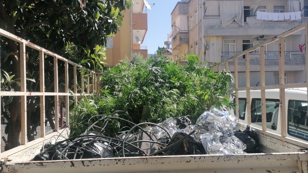 Kiraladığı dairede uyuşturucu yetiştirdi