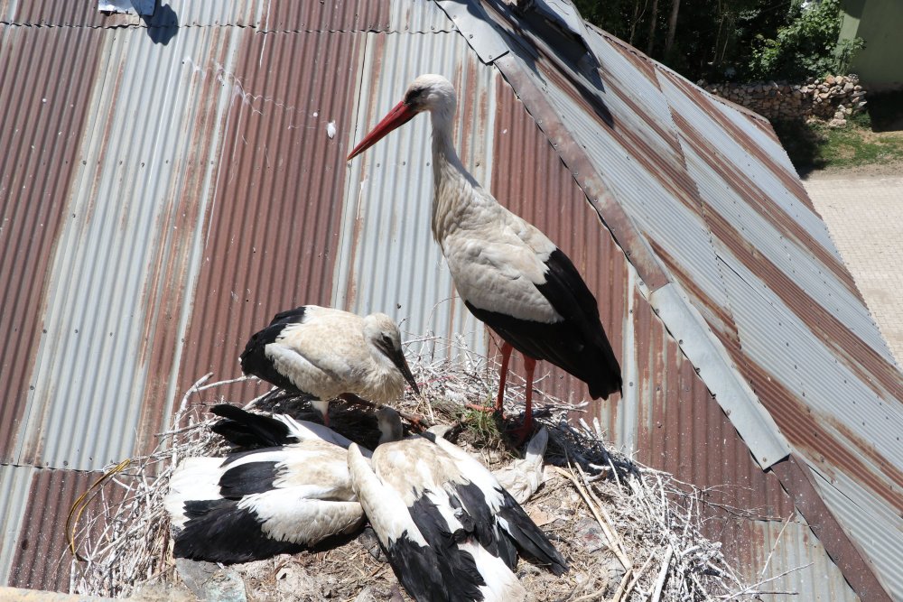 20 yıldır yuvalarını terk etmiyorlar