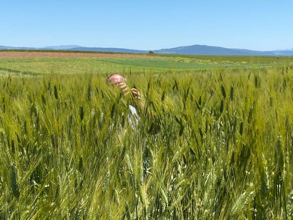 Konya'daki çiftçinin büyük mutluluğu... Boyunu geçti!