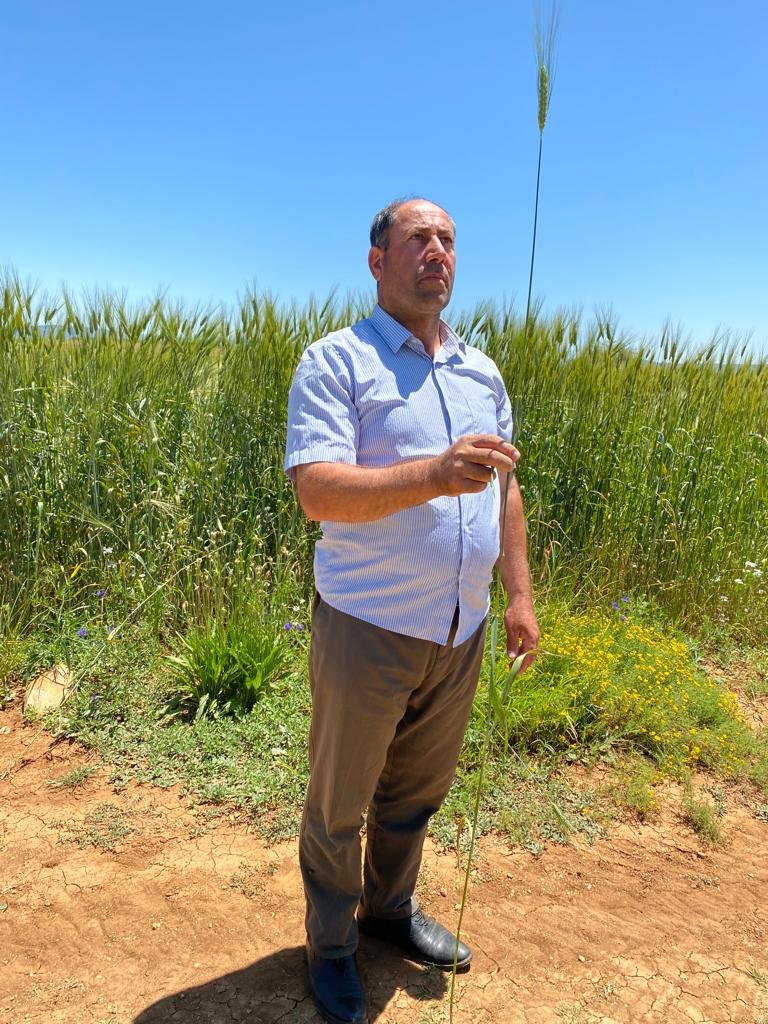 Konya'daki çiftçinin büyük mutluluğu... Boyunu geçti!