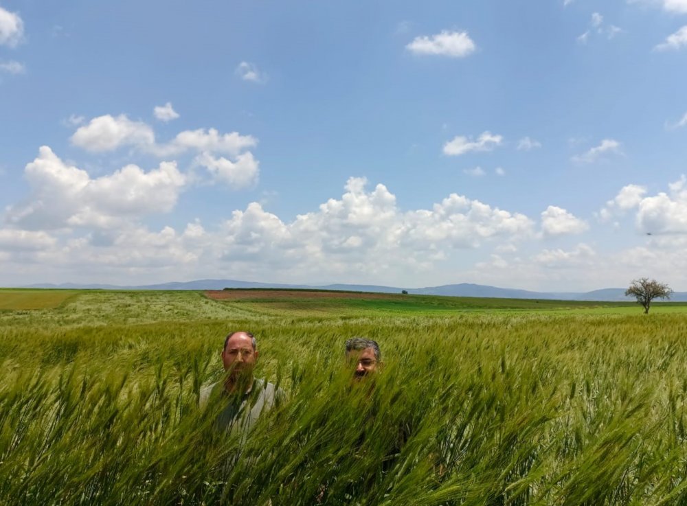 Konya'daki çiftçinin büyük mutluluğu... Boyunu geçti!