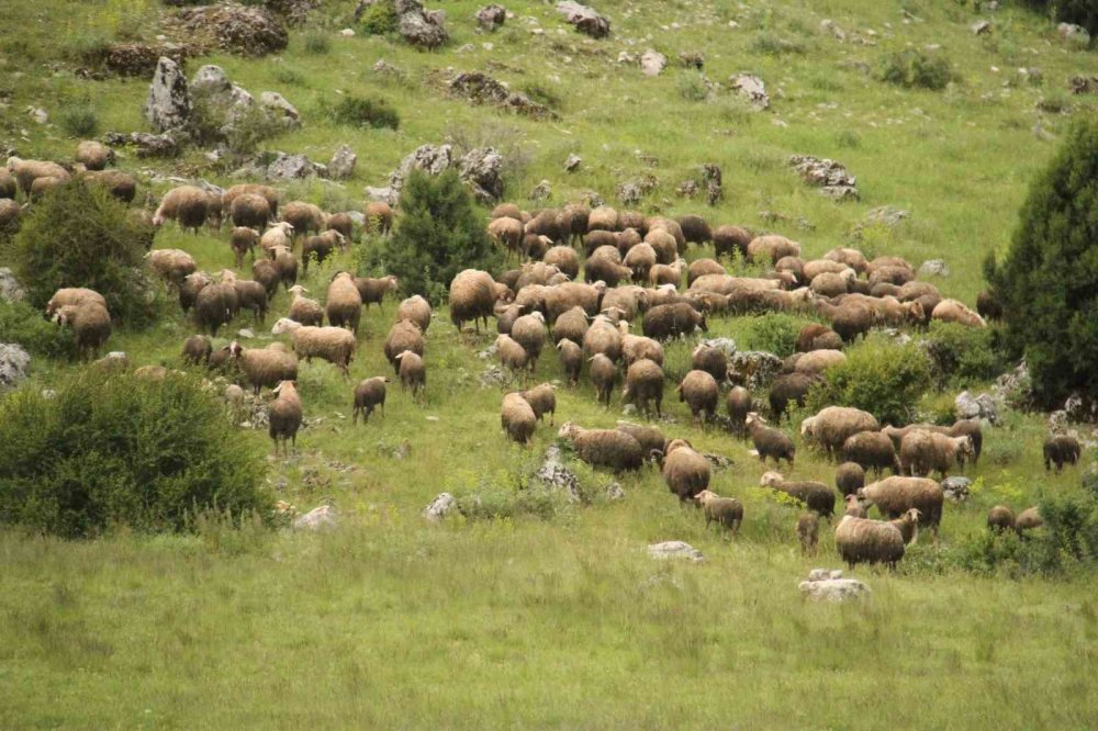 55 yaşındaki vatandaş yaylada 6 yaşından beri hayvancılık yapıyor