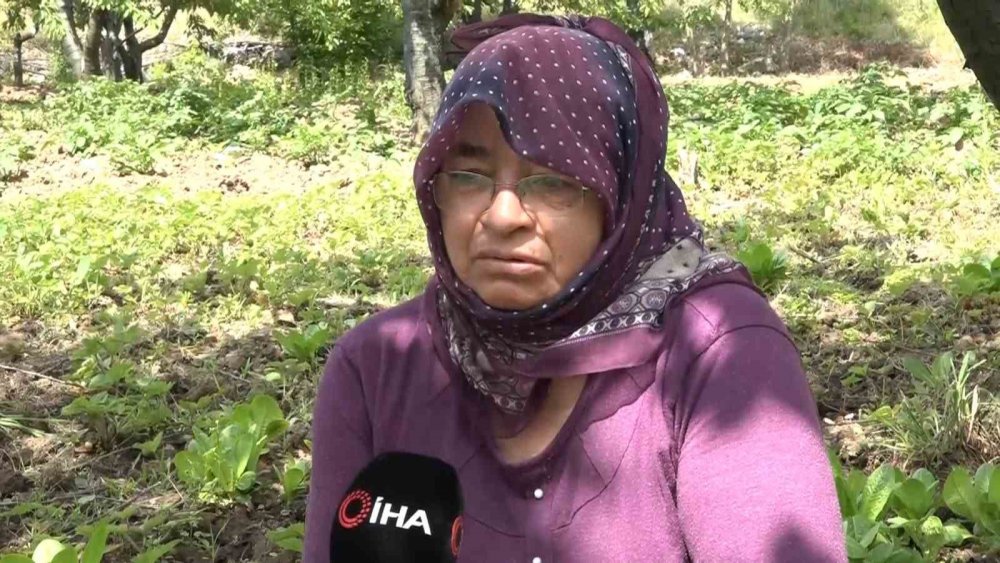 Çürümesini izlediler...Geçen yıl 18 liraydı, bu yıl 5 lira