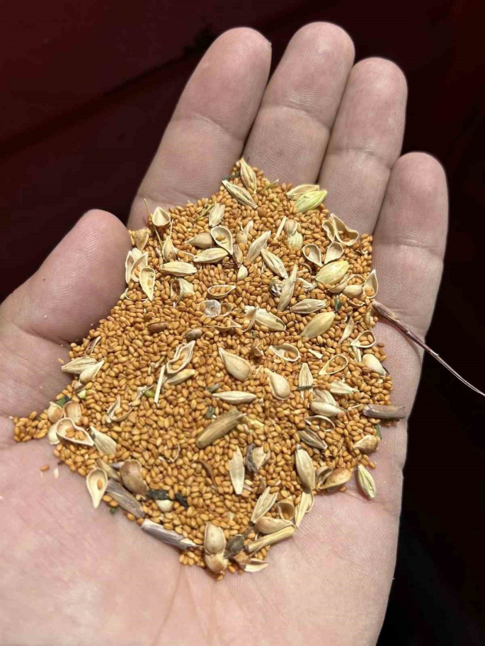 Konya'nın ilçesinde deneme amaçlı ekildi, hasat başladı