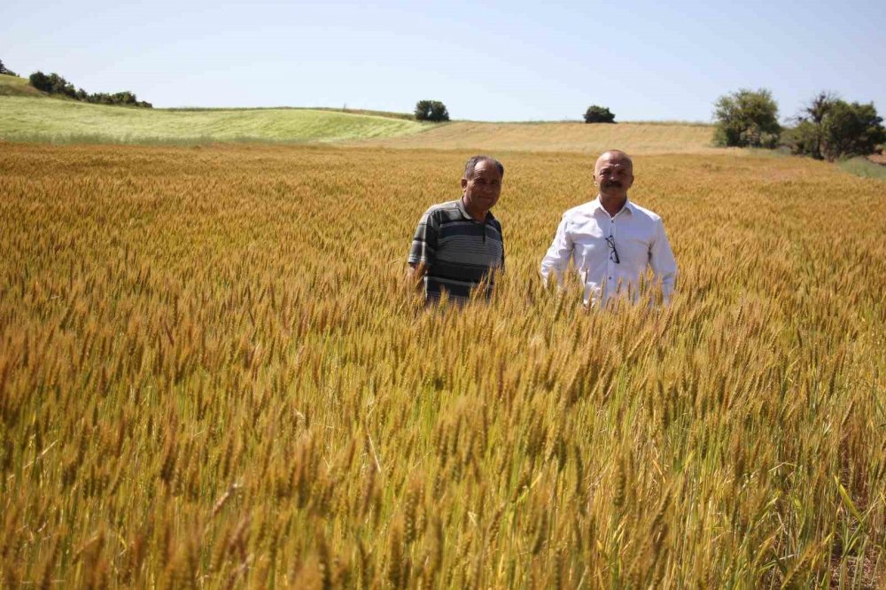 Konya'da geliştirilen 2 yerli buğday tohumu yüzleri güldürdü