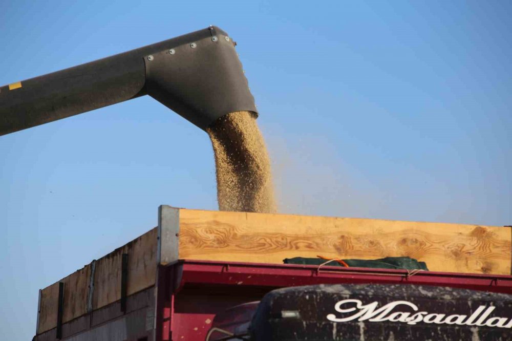 Tahıl ambarı Konya Ovasında arpa hasadı başladı