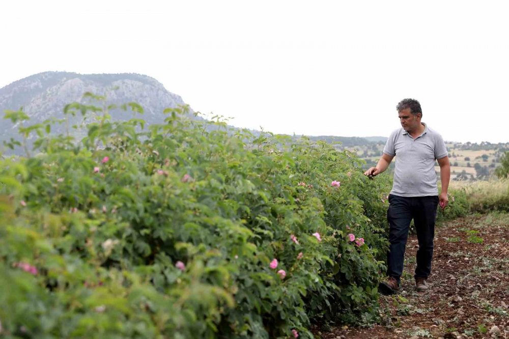 Gül üreticilerinin çilesi bitecek, kazançları artacak