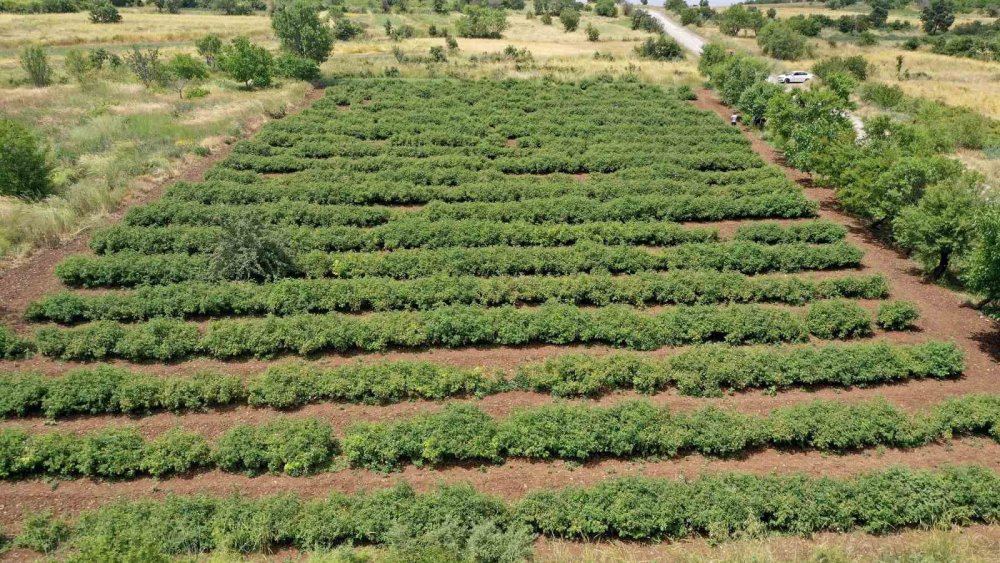 Gül üreticilerinin çilesi bitecek, kazançları artacak