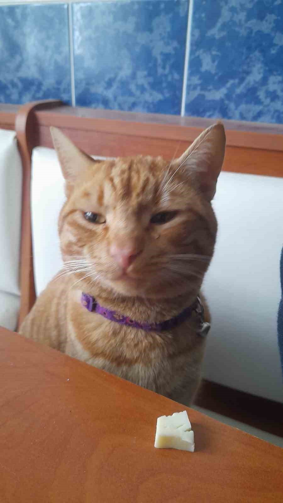 Kayıp kedisini bulana para ödülü verecek