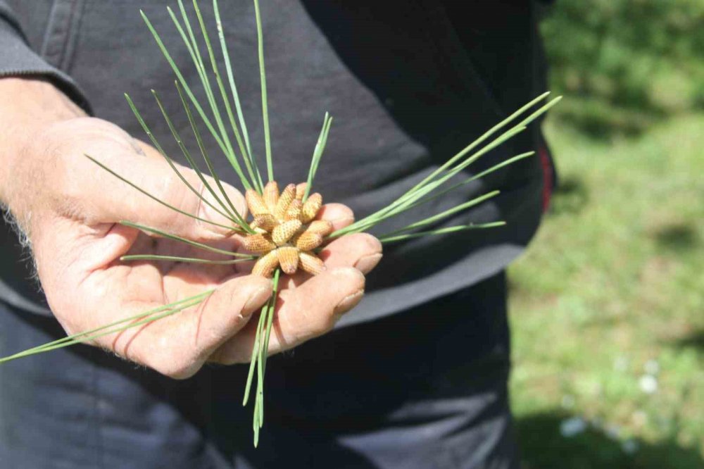 Konya'nın o ilçesini sardı! Her derde deva oluyor