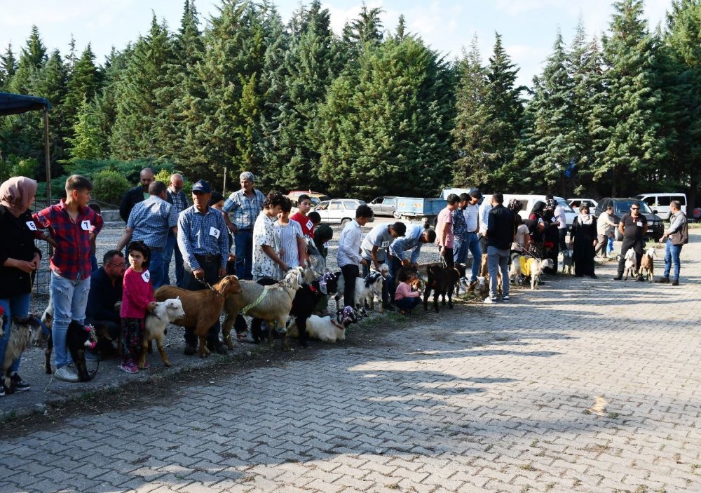Oğlaklar podyuma çıktı