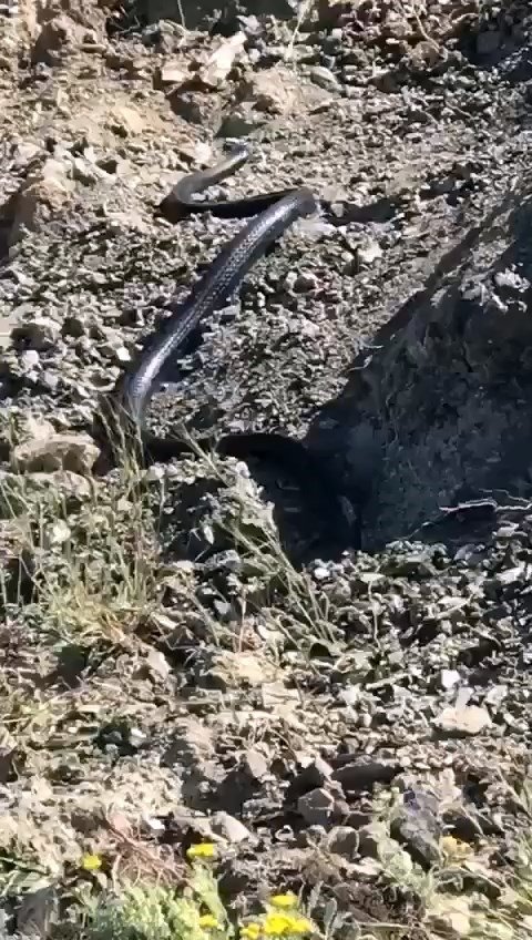 Suya düşen yılanı merdivenle kurtardı; o anlar kamerada