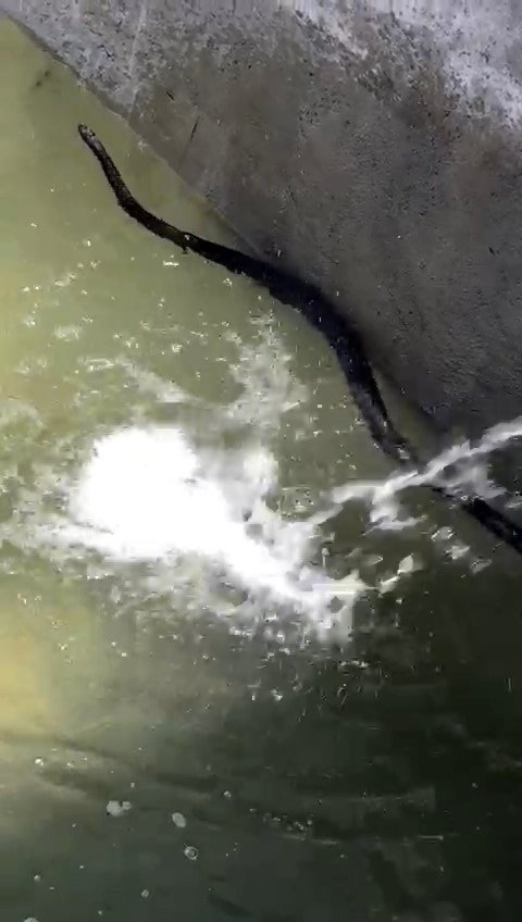 Suya düşen yılanı merdivenle kurtardı; o anlar kamerada