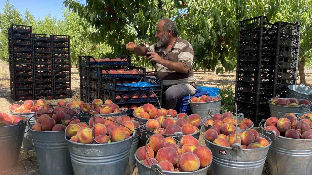 Coğrafi işaret tescilli şeftali yurt dışında da büyük rağbet görüyor
