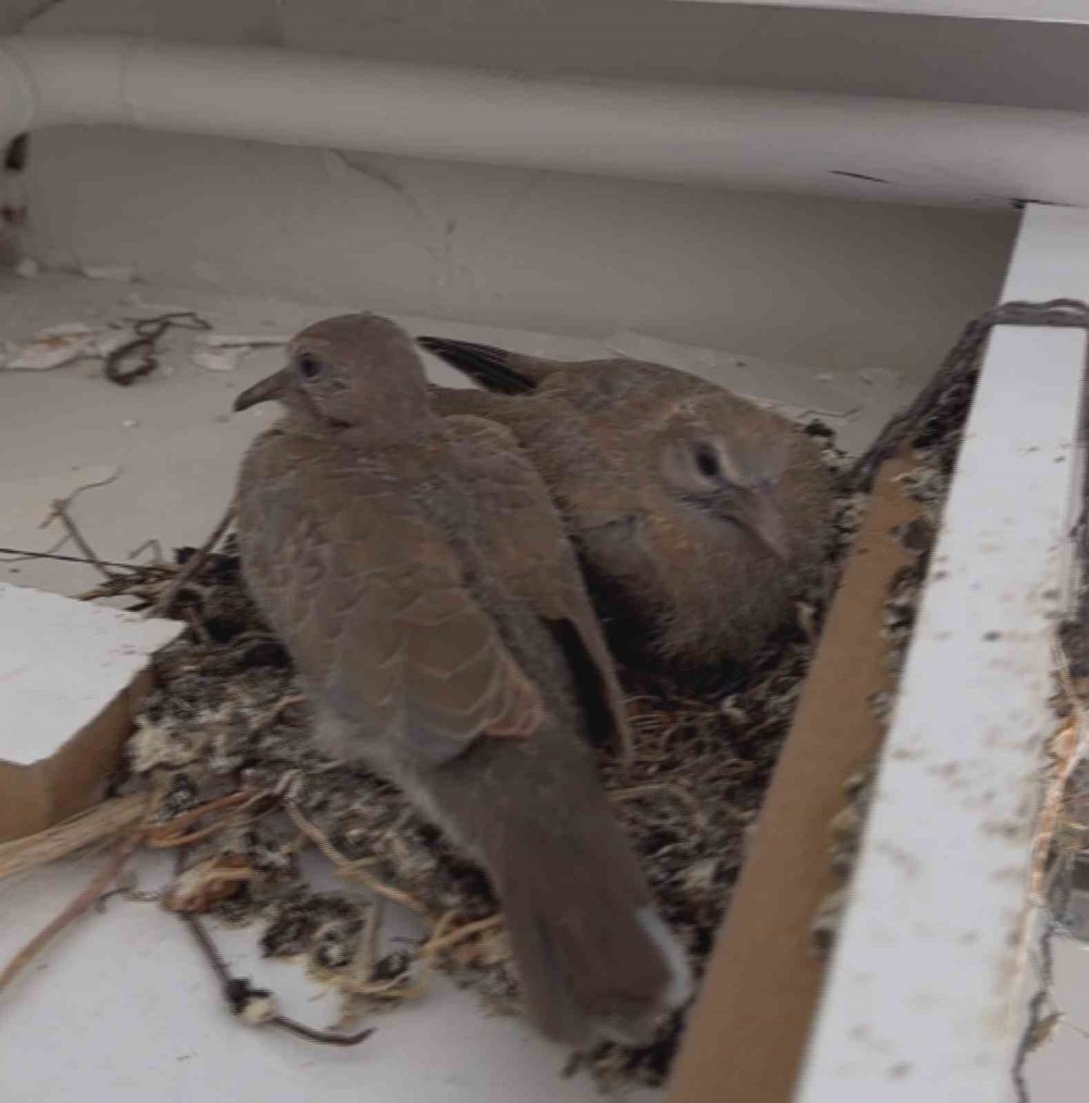 Enkaz içerisinde yürekleri ısıtan yuva... 'En azından bir canlı yuva kurabilmiş'