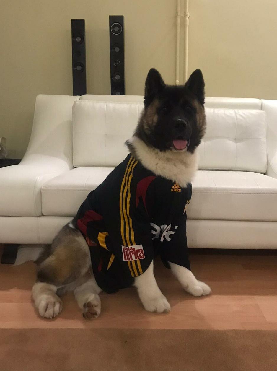 Tekmelediği köpek öldü, serbest kaldı; saldırı anı kamerada