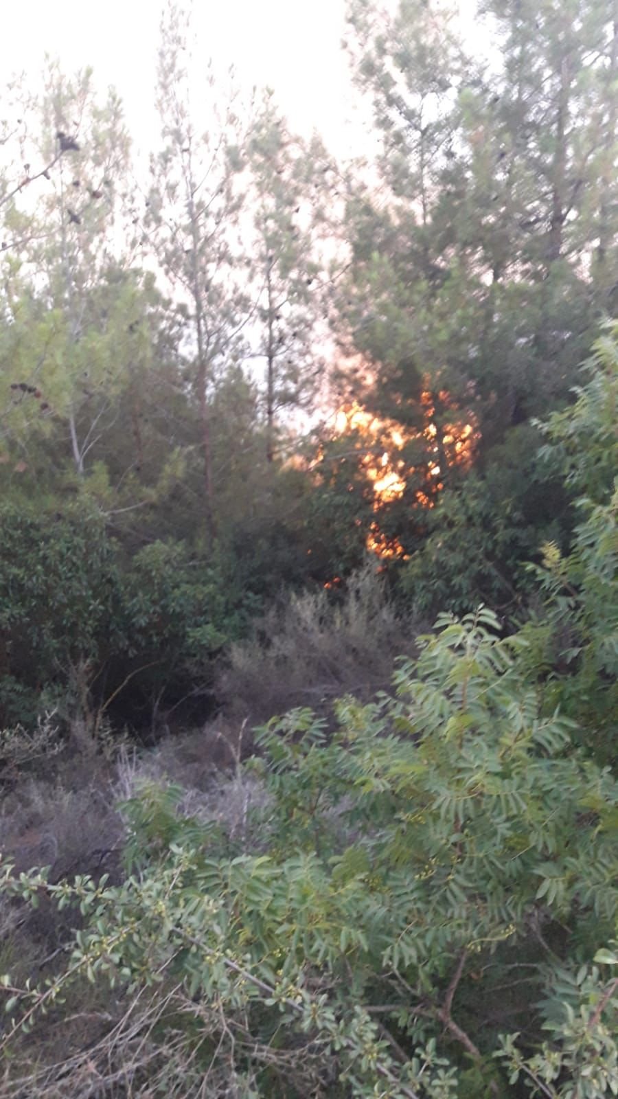 Adana'da anız ateşi ormanı yaktı