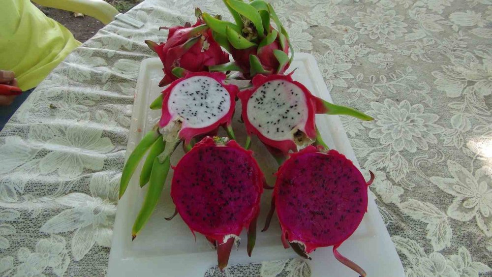 Mersin’de ejder meyvesinin hasadı başladı