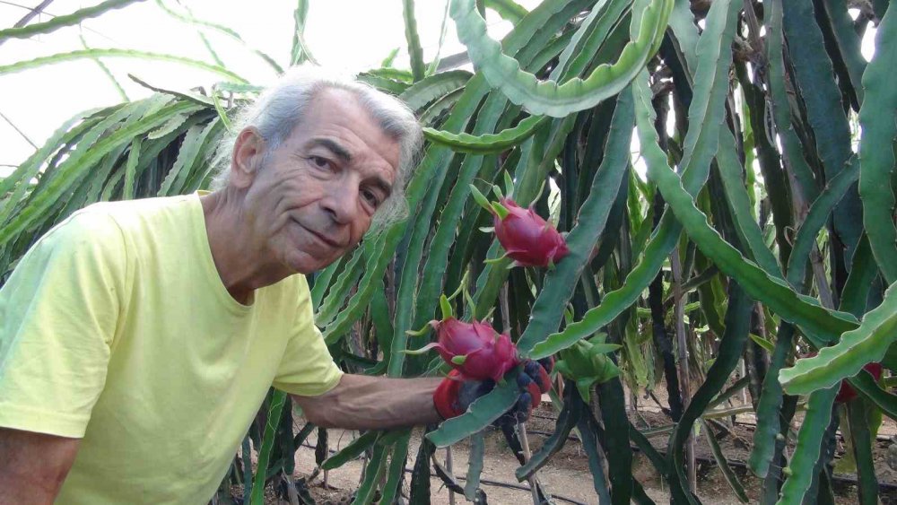 Mersin’de ejder meyvesinin hasadı başladı