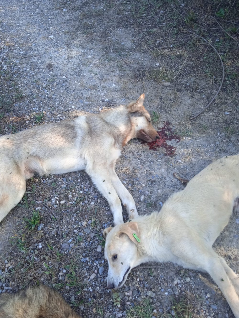 Ormanda zehirlenerek ölmüş köpekler bulundu