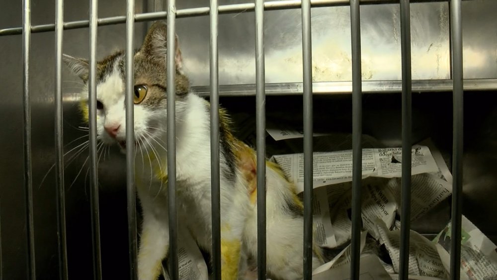 Asit dökülmüştü, yaraları sarılıyor