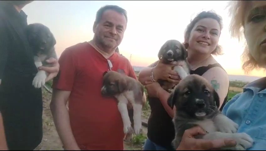 Av tüfeği ile vurularak öldürülen sokak köpeğinin 4 yavrusu bulundu