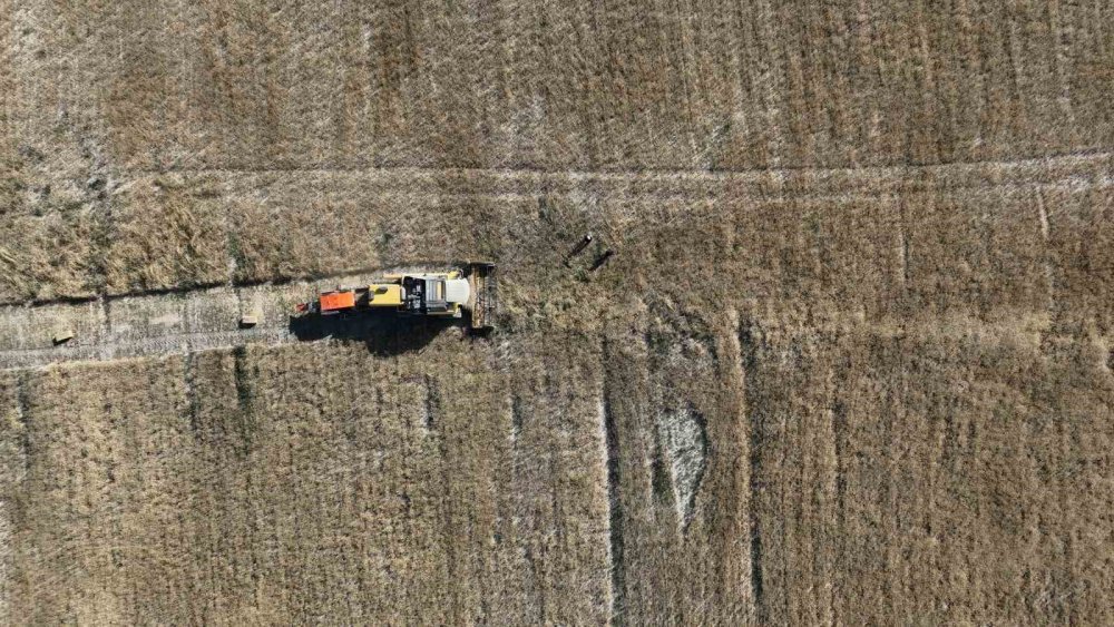 Konya Ovası'nda hiç sulamada yapmadan 4 çeşit buğday üretildi