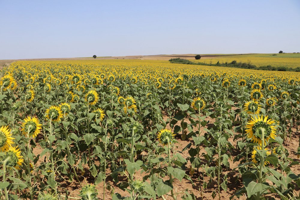 Tarlalarda çekirge istilası