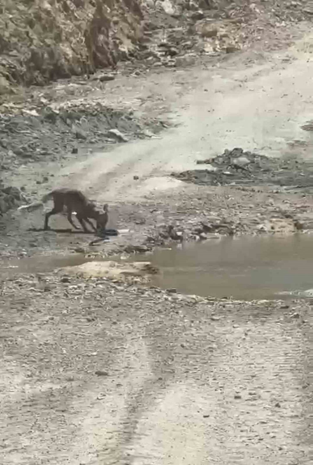 Tilki ile yılanın yaşam savaşı