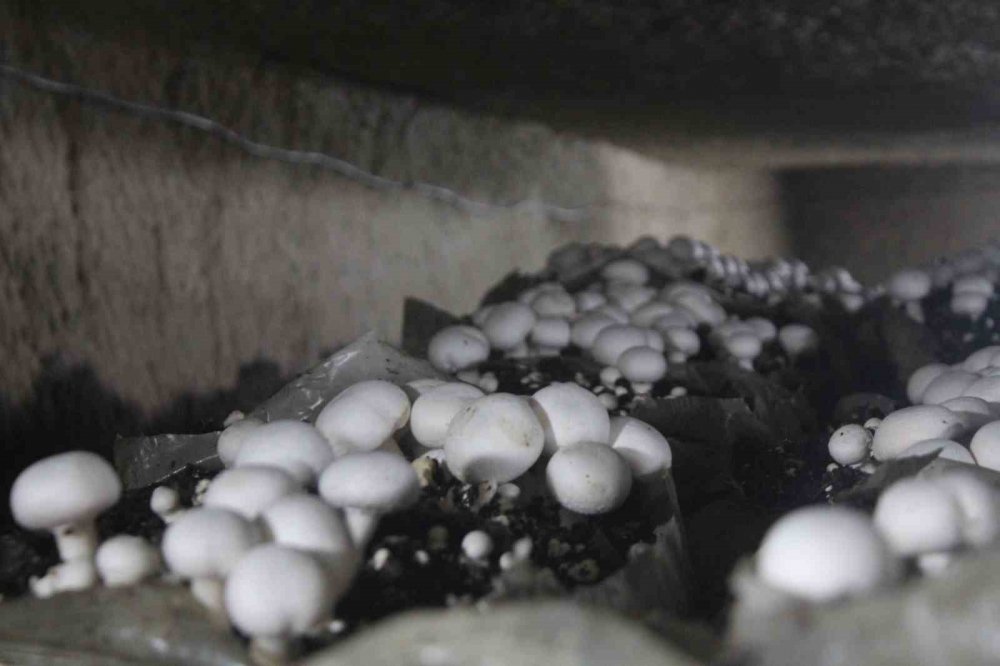 KOP desteği ile üretildi! Bu mantarların tadı da aroması da farklı