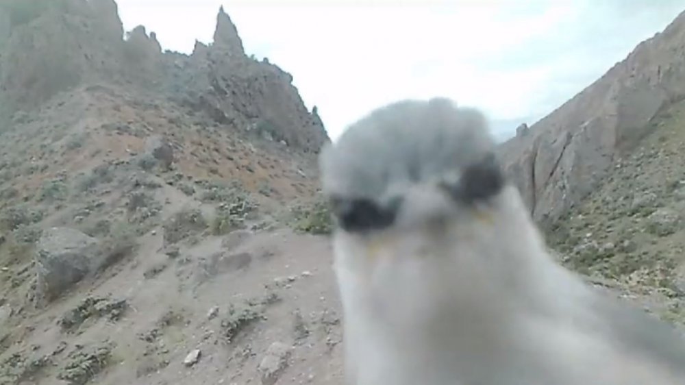 Fotokapanı gagalarken görüntülendi