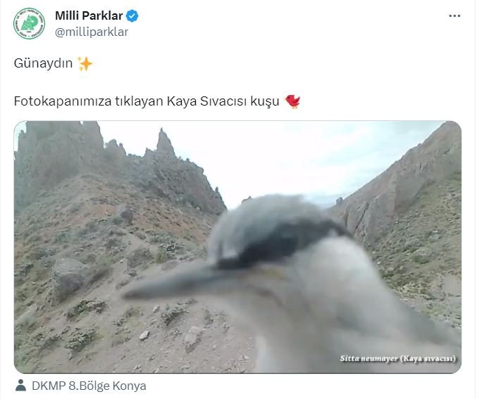 Fotokapanı gagalarken görüntülendi