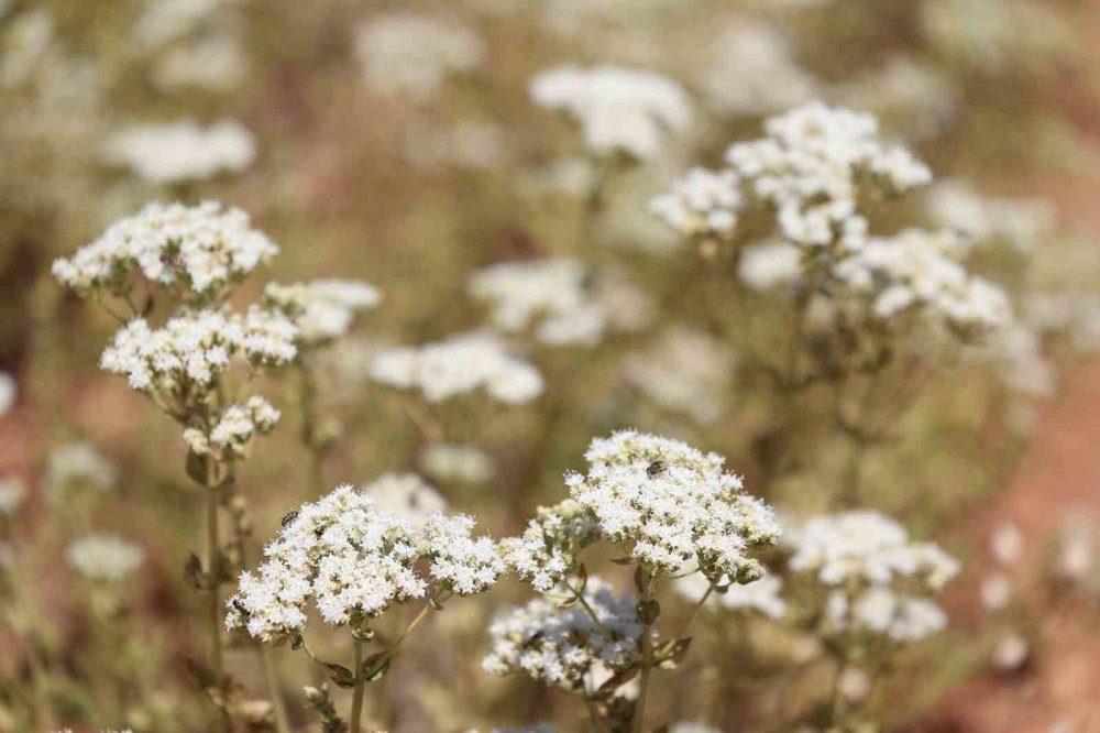 Konya Büyükşehir'den tarımda alkışı hak eden hamle
