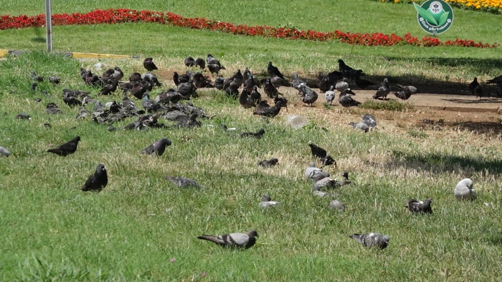 'Martı popülasyonu anormal seviyelere ulaştı'